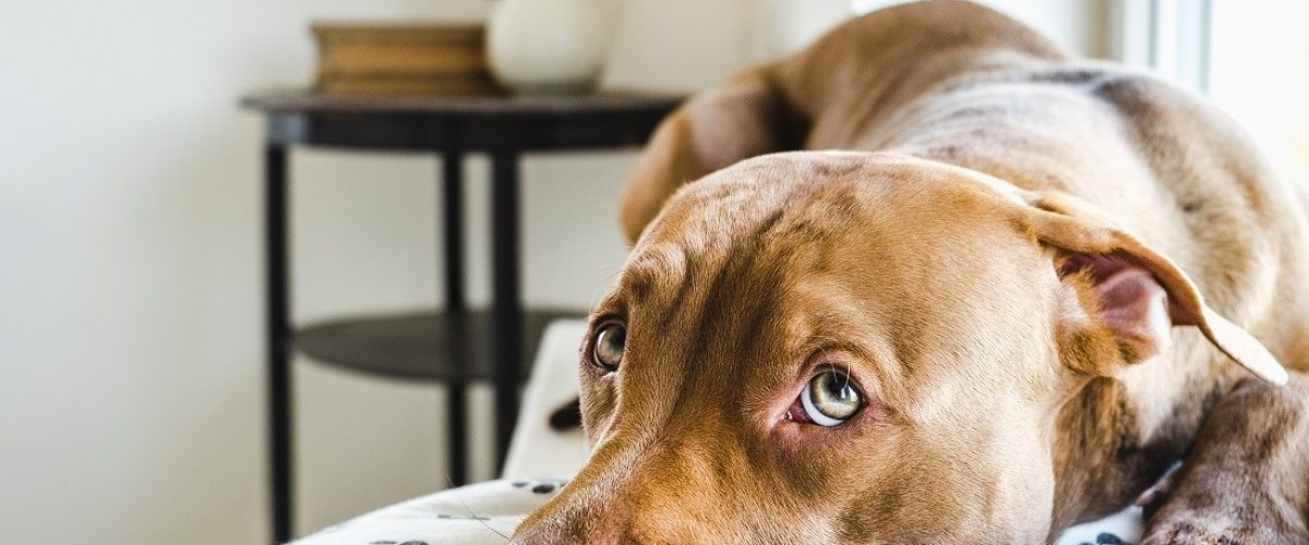 Dog Treats to Get Rid of Your Dog’s Anxiety