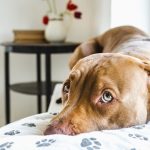 Dog Treats to Get Rid of Your Dog’s Anxiety