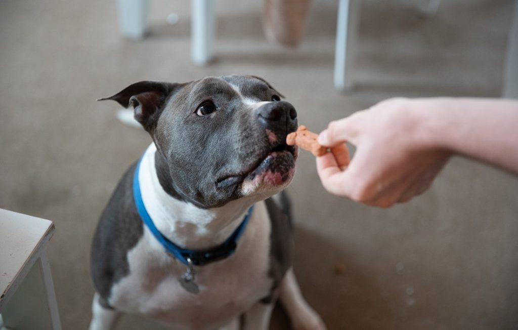 Dog Calming Chews