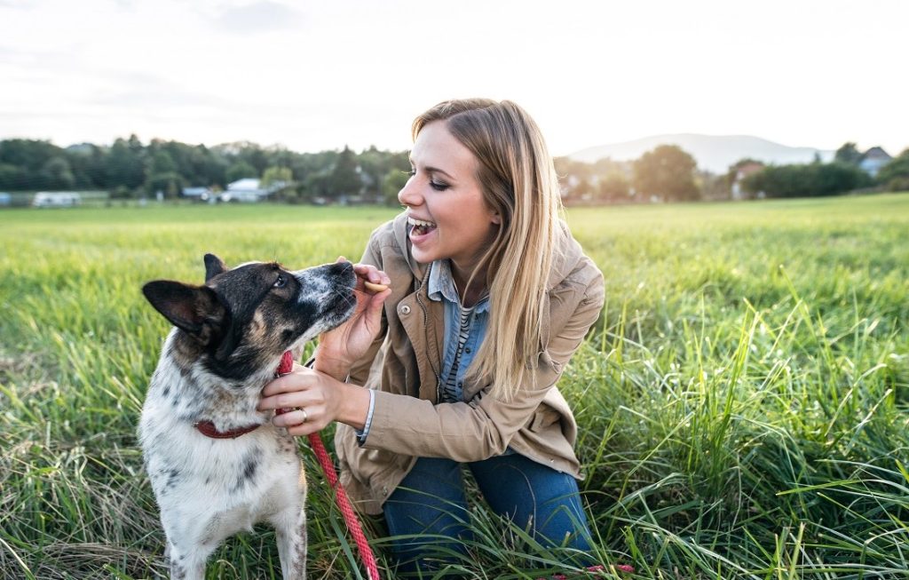 Dog Feeding