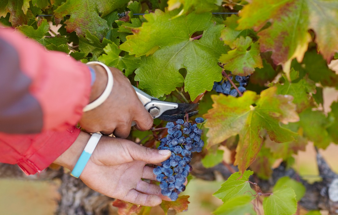 Picking the Perfect Grapes
