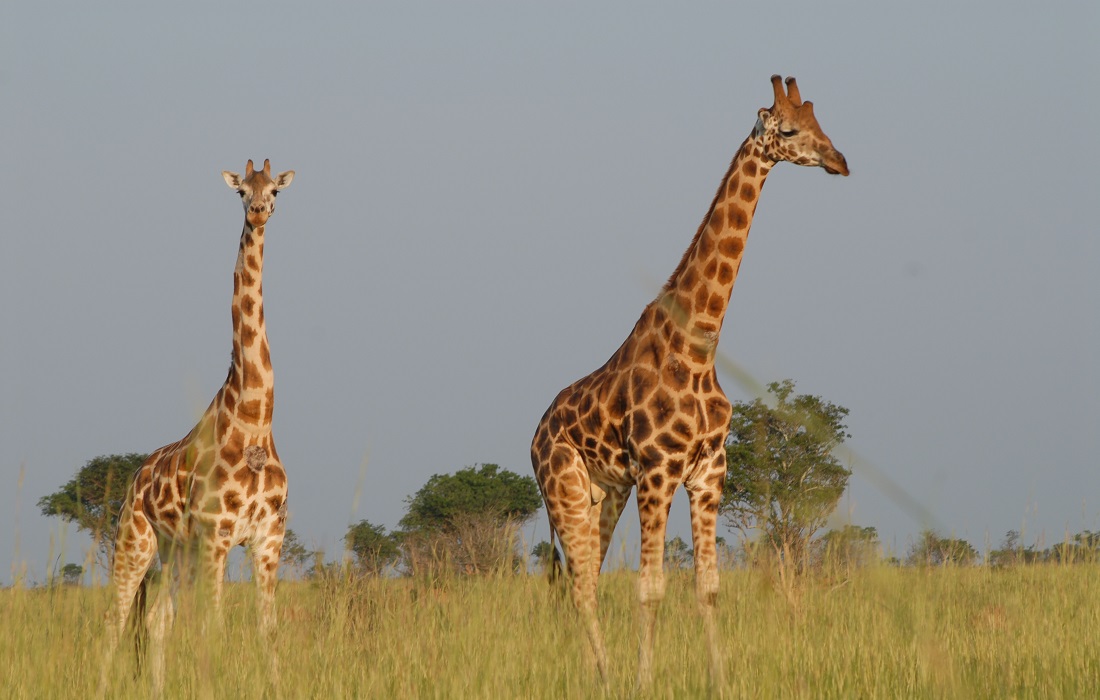 Uganda Wildlife